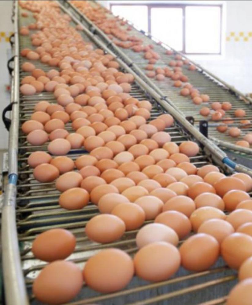 بيض دجاج من اوكرانيا وعجول بأسعار مميزة
