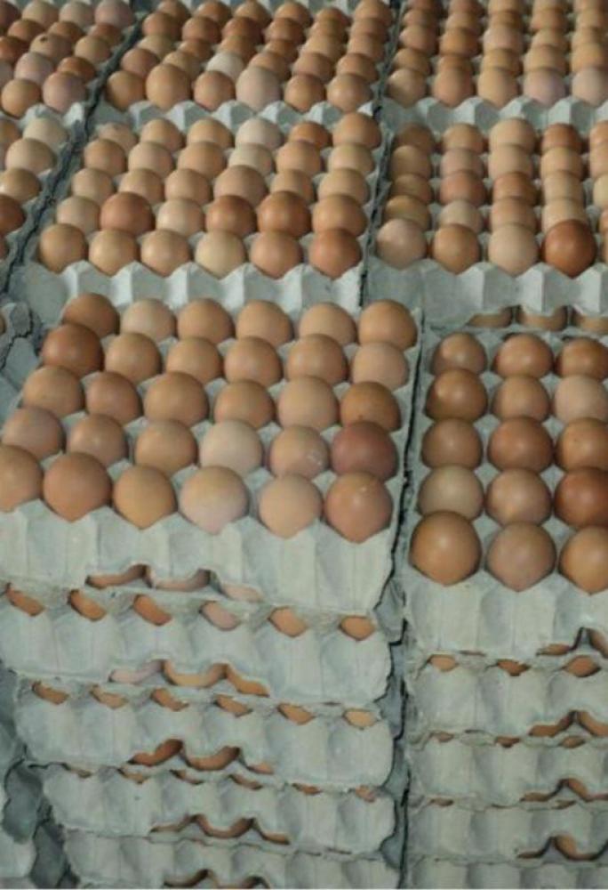 لدينا دجاج ذبح اسلامي لدينا بيض دجاج بأسعار مميزة